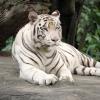 white-tiger-1513723_960_720