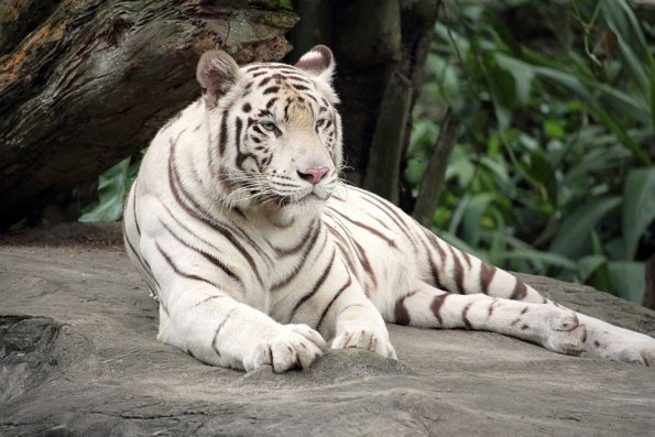 white-tiger-1513723_960_720